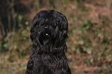 BRIARD 051